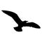 Flying bird realistic silhouette vector illustration. Seagull illustration.