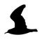 Flying bird realistic silhouette vector illustration. Seagull illustration.