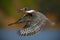 Flying bird Ringed Kingfisher above blue river with open bill, action scene in the river nature habitat, Brazil Pantanal