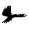 Flying bird silhouette on a white background. silhouette pigeon flying. Vector illustration