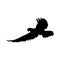 Flying bird silhouette on a white background. silhouette pigeon flying. Vector illustration