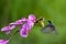 a flying bird soars to feed its chicks