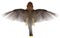 Flying Bird, Top View of Flight, WIngs,