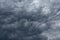 Flying birds on the background of dark cumulus clouds. Birds fly against the backdrop of a stormy gray sky with dramatic