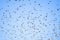 Flying birds. Birds silhouettes. Blue color sky background. Bird species: Common Starling. Huge flocks of starlings
