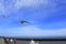 Flying birds English seaside