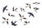 Flying birds flock. Cartoon hand drawn swallows in fight with different poses, kids illustration isolated on white