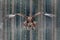 Flying birds of prey golden eagle with large wingspan, photo with snow flake during winter, dark forest in background. Wildlife sc