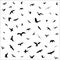 Flying birds silhouettes on white background