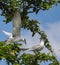 Flying birds, Sterna sumatrana