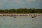 Flying birds and White pelicans. Rio Lagartos, Mexico. Yucatan