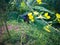 Flying Black Bee Melissodes Bimaculata Looking For Flowers Of Pigeon Pea Or Cajanus Cajan Plant