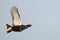 Flying Black Grouse