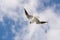 Flying Black-headed gull