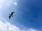Flying black headed gull, blue sky, England