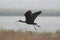 Flying black ibis.
