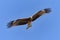 Flying Black Kite.