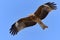 Flying Black Kite.