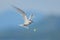 Flying black-naped tern