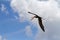 Flying Black Skimmer Bird