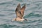 Flying Black-tailed Gull