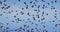 Flying black water ducks in a sky, flock of goose birds, wildlife migration 4K slow motion video