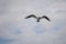 Flying black and white seagull