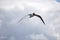 Flying black and white seagull