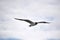 Flying black and white seagull