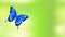 Flying blue butterfly sits on a flower blooming, animated spring or summer video