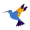 Flying blue humming-bird colibri with yellow wings