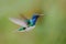 Flying blue and white hummingbird White-necked Jacobin, Florisuga mellivora, from Colombia, clear green background