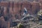 Flying bluebird with canyons under the sunlight on the blurry background in Utah