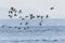 Flying brant ducks