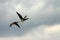 Flying brant geese