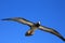 Flying Brown Booby Juvenile