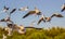 Flying Brown-headed gulls at Bang Poo,Samut Prakarn province,Thailand.