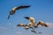 Flying Brown-headed gulls at Bang Poo,Samut Prakarn province,Thailand.