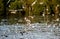 Flying Brown-headed gulls at Bang Poo,Samut Prakarn province,Thailand.