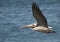 Flying Brown Pelican California