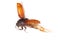 Flying brown scarab beetle