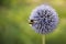 Flying Bumble Bee on Echinops