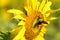 Flying bumble beefind nectar on the sunflower on a bright sky day