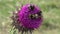 Flying Bumble Bees Insects Collecting Pollen on Thorns Flower, Pollinating Thistles, Mountains Desert Medicine Plants, Bumblebee