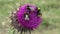 Flying Bumble Bees Insects Collecting Pollen on Thorns Flower, Pollinating Thistles, Mountains Desert Medicine Plants, Bumblebee