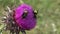 Flying Bumble Bees Insects Collecting Pollen on Thorns Flower, Pollinating Thistles, Mountains Desert Medicine Plants, Bumblebee