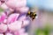 Flying Bumblebee and Pink Flower