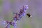 Flying bumblebee, purple flower in summer time.