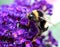 Flying bumblebee with a purple lupine