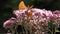 Flying Butterflies, Butterfly on Flower in Nature, Garden View with Insects